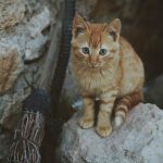 Exploring the Traditional Instruments of Various Nations