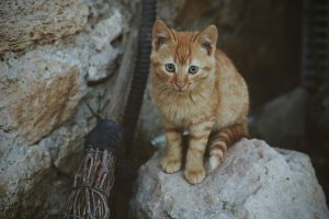 Exploring the Traditional Instruments of Various Nations