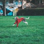 The Role of Loyalty Programs in Influencing Choices