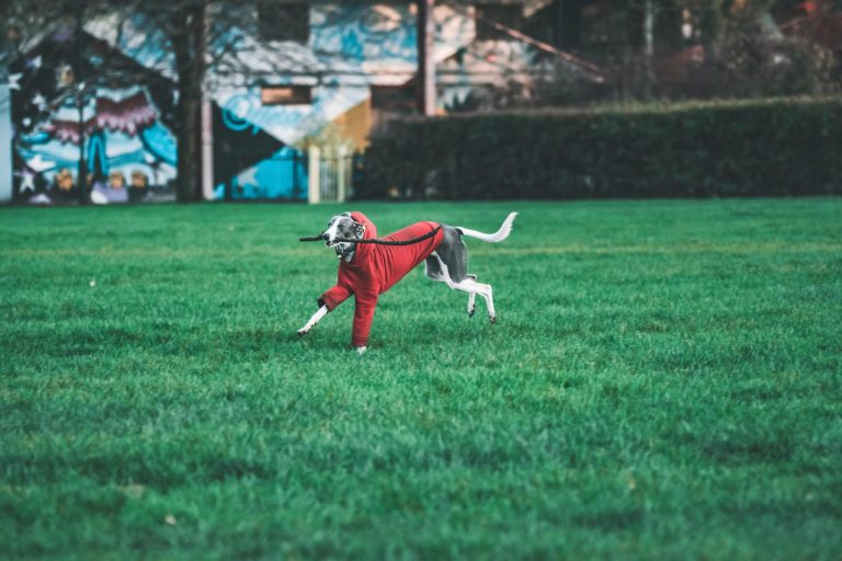 The Role of Loyalty Programs in Influencing Choices